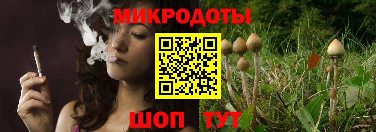 Галлюциногенные грибы Psilocybe Энгельс