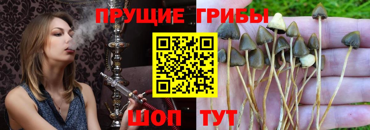 Галлюциногенные грибы Psilocybine cubensis Энгельс